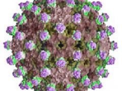 Ausztrál hepatitisz (antigén) (antigén) Ausztrál hepatitisz (antigén)