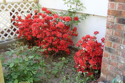 Azaliya Sadovaya ültetés és gondozása virág szabadban