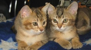 Asian Cat kép macska, fajta leírását, árát, és a vélemények a tulajdonosok