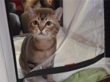 Asian Cat kép macska, fajta leírását, árát, és a vélemények a tulajdonosok