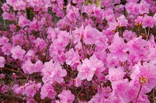 Ledum, termelő tanácsadás (Ledum palustre) Rosemary, Virágüzlet Consulting