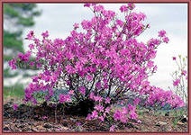 Ledum, termelő tanácsadás (Ledum palustre) Rosemary, Virágüzlet Consulting