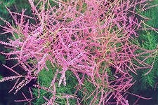 Ledum, termelő tanácsadás (Ledum palustre) Rosemary, Virágüzlet Consulting