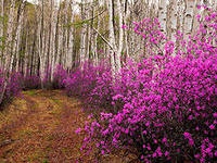 Ledum, termelő tanácsadás (Ledum macrophylla) Rosemary, Virágüzlet Consulting