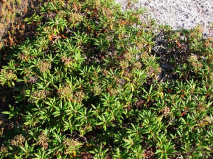 Labrador tea ültetés és gondozás, a fajok és fajták, fotók