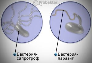 Baktériumok-szaprofitákkal milyen szerepet játszanak a természetben (fájdalmas lábszárcsont van oldva) Baktériumok-szaprofitákkal milyen szerepet játszanak a természetben
