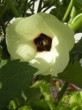 Okra milyen növényi és hogyan növekszik vegyszerek nélkül (nő) Okra milyen növényi és hogyan növekszik vegyszerek nélkül