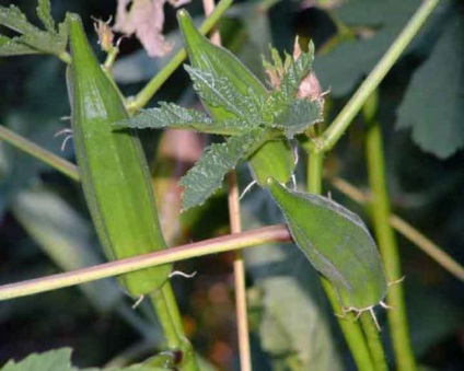 Okra leírás, hasznos tulajdonságok, ültetés és gondozás, receptek, fotók