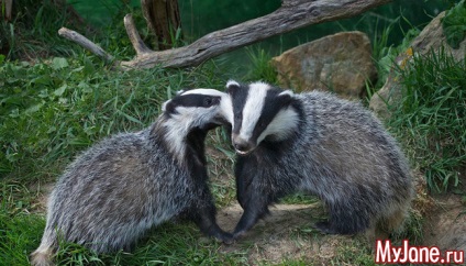 Badger a házban a fantázia vagy valóság borz, faj, élőhely, életmód, szaporodás,