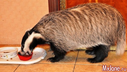 Badger a házban a fantázia vagy valóság borz, faj, élőhely, életmód, szaporodás,