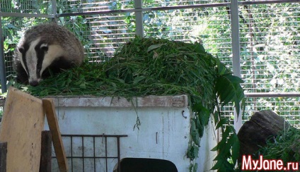 Badger a házban a fantázia vagy valóság borz, faj, élőhely, életmód, szaporodás,