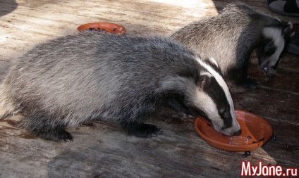 Badger a házban a fantázia vagy valóság borz, faj, élőhely, életmód, szaporodás,