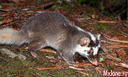 Badger a házban a fantázia vagy valóság borz, faj, élőhely, életmód, szaporodás,