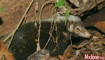 Badger a házban a fantázia vagy valóság borz, faj, élőhely, életmód, szaporodás,