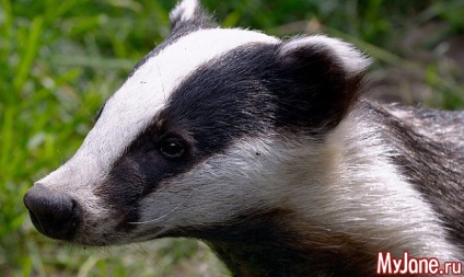 Badger a házban a fantázia vagy valóság borz, faj, élőhely, életmód, szaporodás,