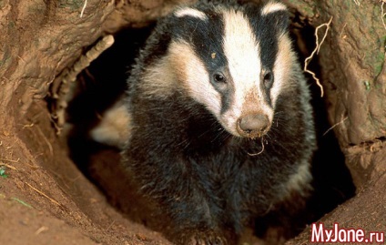 Badger a házban a fantázia vagy valóság borz, faj, élőhely, életmód, szaporodás,