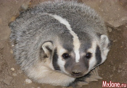 Badger a házban a fantázia vagy valóság borz, faj, élőhely, életmód, szaporodás,