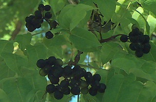 Amur paratölgy leírás, bogyós gyümölcsök és gyógyászati ​​tulajdonságai fotókkal és felhasználása