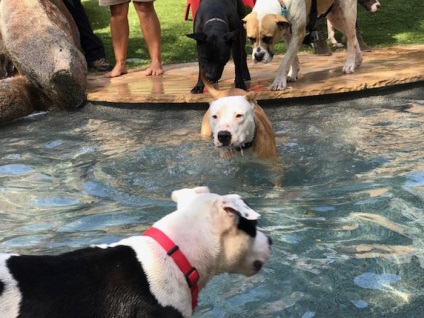 A medence kutyák egy menedéket a hajléktalan állatok úgy döntött, hogy az egyik fél a medence