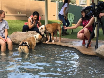 A medence kutyák egy menedéket a hajléktalan állatok úgy döntött, hogy az egyik fél a medence