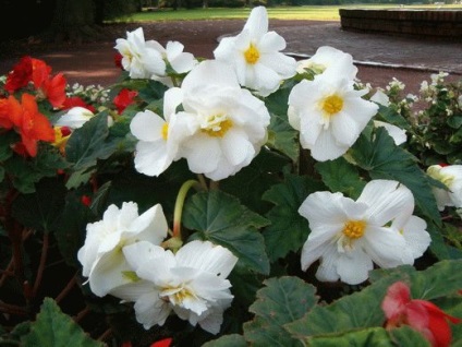 Begonia Kert - ültetés és gondozás, a kertben, a növekvő gumós begónia, az öntözés és a csírázási