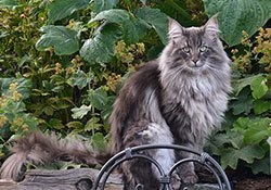 16 bengáli macska fotó, gondoskodás, hogyan válasszuk ki a bengáli macska, fajta leírás