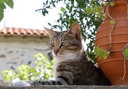 16 bengáli macska fotó, gondoskodás, hogyan válasszuk ki a bengáli macska, fajta leírás (kiválasztás) 16 bengáli macska fotó, gondoskodás, hogyan válasszuk ki a bengáli macska, fajta leírás