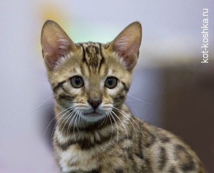 16 bengáli macska fotó, gondoskodás, hogyan válasszuk ki a bengáli macska, fajta leírás (cat) 16 bengáli macska fotó, gondoskodás, hogyan válasszuk ki a bengáli macska, fajta leírás