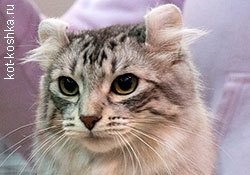 16 bengáli macska fotó, gondoskodás, hogyan válasszuk ki a bengáli macska, fajta leírás (fotók) 16 bengáli macska fotó, gondoskodás, hogyan válasszuk ki a bengáli macska, fajta leírás