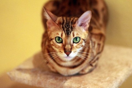 16 bengáli macska fotó, gondoskodás, hogyan válasszuk ki a bengáli macska, fajta leírás