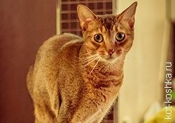 16 bengáli macska fotó, gondoskodás, hogyan válasszuk ki a bengáli macska, fajta leírás