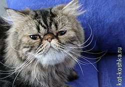 16 bengáli macska fotó, gondoskodás, hogyan válasszuk ki a bengáli macska, fajta leírás (bengáli macska fotó) 16 bengáli macska fotó, gondoskodás, hogyan válasszuk ki a bengáli macska, fajta leírás