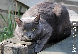 16 bengáli macska fotó, gondoskodás, hogyan válasszuk ki a bengáli macska, fajta leírás (bengáli macska fotó) 16 bengáli macska fotó, gondoskodás, hogyan válasszuk ki a bengáli macska, fajta leírás