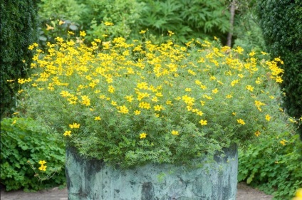 Bidens fotó, termesztés és karbantartás (gondozás) Bidens fotó, termesztés és karbantartás