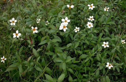 Bidens fotó, termesztés és karbantartás