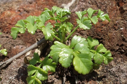 Bidens fotó, termesztés és karbantartás (gondozás) Bidens fotó, termesztés és karbantartás