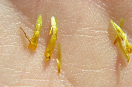 Bidens fotó, termesztés és karbantartás (növekvő) Bidens fotó, termesztés és karbantartás