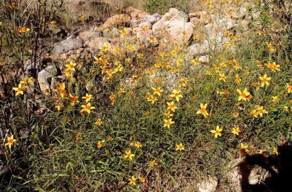 Bidens fotó, termesztés és karbantartás (bidens) Bidens fotó, termesztés és karbantartás