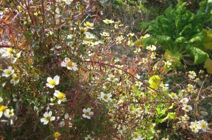Bidens fotó, termesztés és karbantartás (gondozás) Bidens fotó, termesztés és karbantartás
