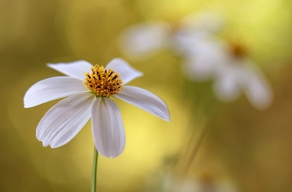 Bidens fotó, termesztés és karbantartás