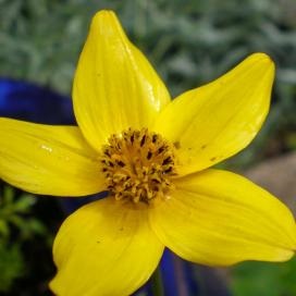 Bidens, vagy egy sorozat (mondjuk a hiányzó levelek) Bidens, vagy egy sorozat