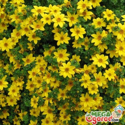 Bidens jellemzői a termesztés és a szaporodás (Bidens) Bidens jellemzői a termesztés és tenyésztés