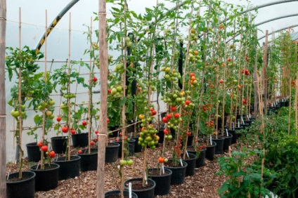 Üzleti terv növekvő paradicsom az üvegházban, kertész
