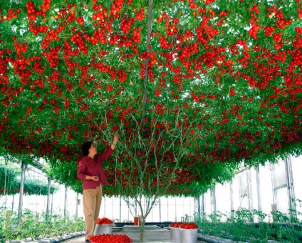Üzleti terv növekvő paradicsom az üvegházban, kertész