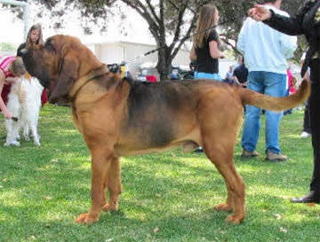 Bloodhound, kutyafajta, állatok, fajta