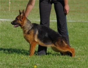 Boxer harci kutyák és más fajok, a macskák és a kutyák