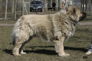 Harcol Boxer kutyák és más fajták a kutyák és a macskák (kutya) Boxer harci kutyák és más fajok, a macskák és a kutyák