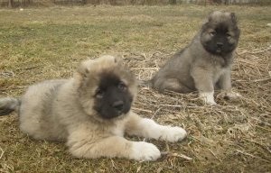 Boxer harci kutyák és más fajok, a macskák és a kutyák