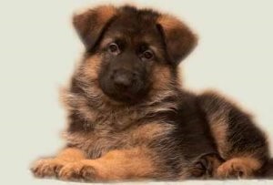 Harcol Boxer kutyák és más fajták a kutyák és a macskák (indikátora a természet állóképesség) Boxer harci kutyák és más fajok, a macskák és a kutyák