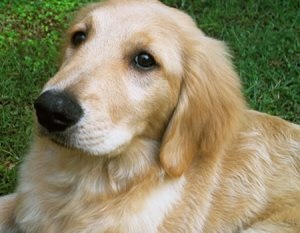Harcol Boxer kutyák és más fajták a kutyák és a macskák (fajták) Boxer harci kutyák és más fajok, a macskák és a kutyák